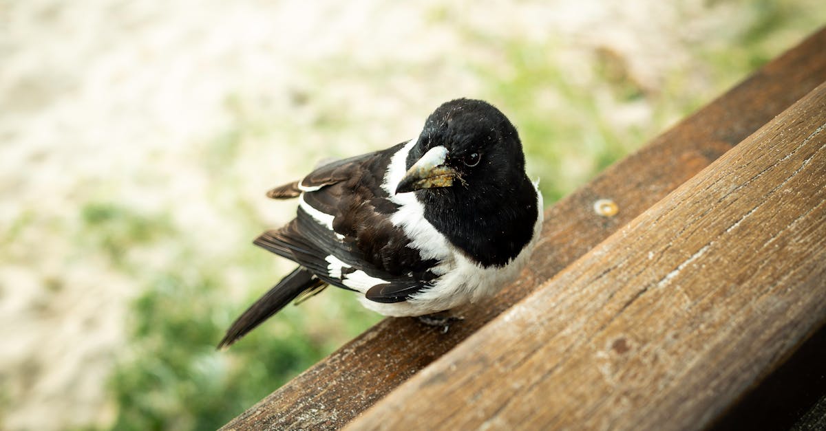 Understanding When to Call Professionals for Deck Repairs